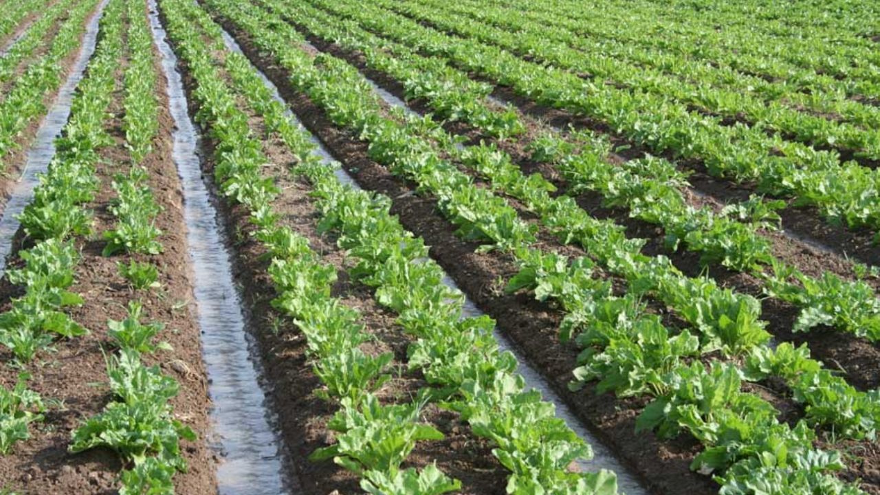 آغاز اجرای طرح کشت نشائی مکانیزه چغندر قند در کردستان
