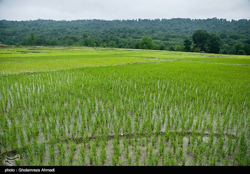 شالیزار برنج در مازندران