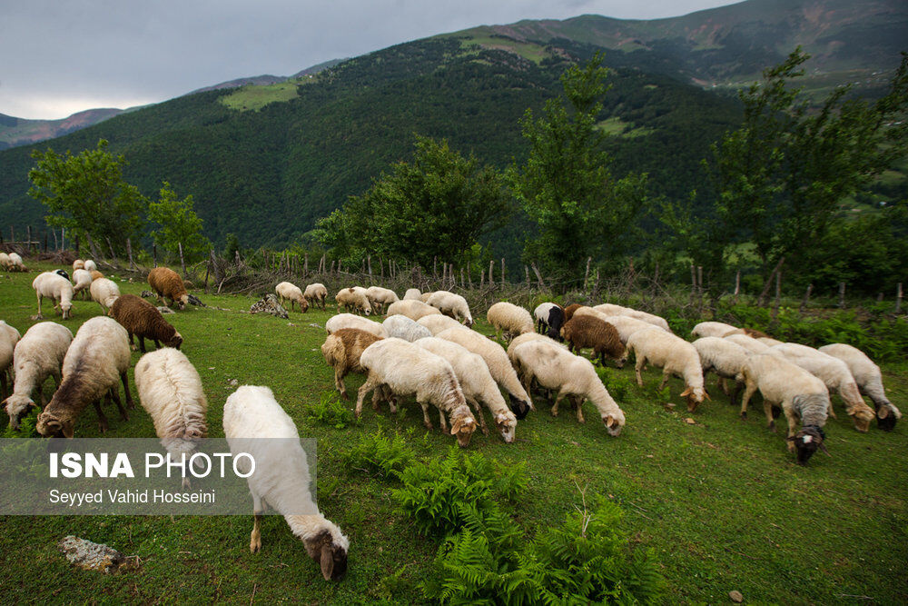 زیبایی‌های اسالم