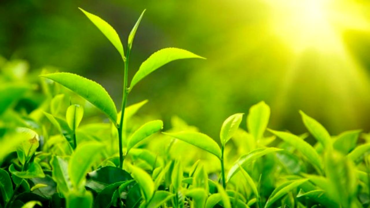 پرداخت 12 میلیارد تومان از مطالبات چای‌کاران شمال