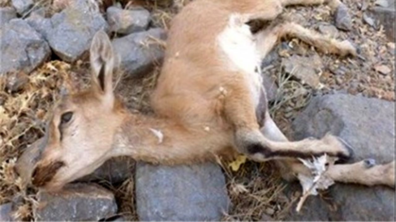 شیوع طاعون نشخوارکنندگان کوچک در پارک ملی «خبر»