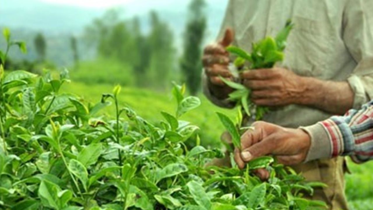پایان برداشت چین دوم برگ سبز چای ‌از باغات شمال