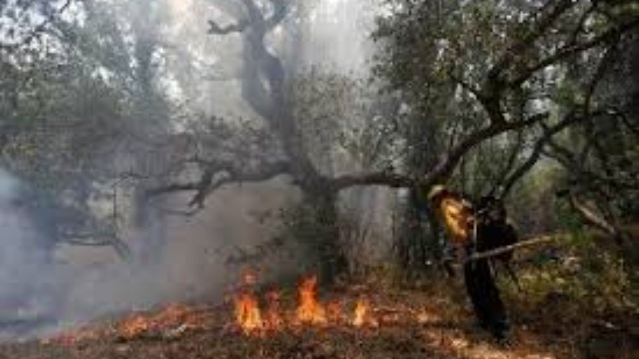 احضار 7 نفر به دادسرا در ارتباط با آتش‌سوزی جنگل‌های گلستان