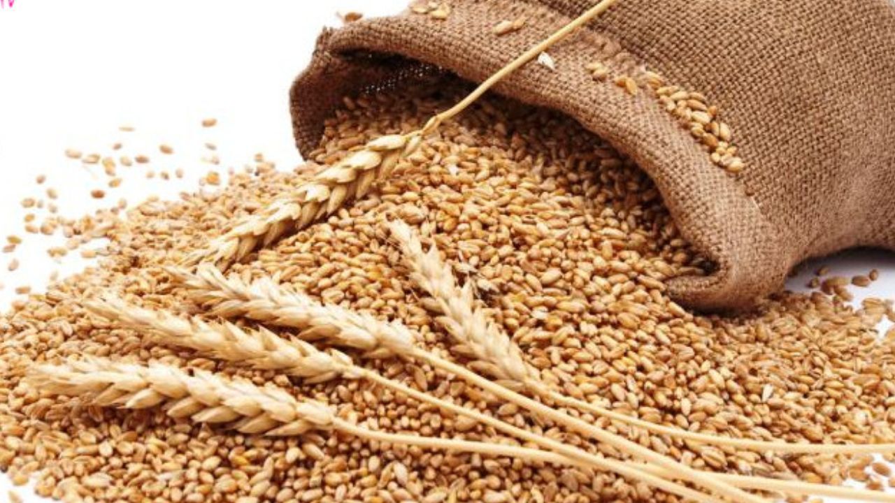نتایج طرح خوداتکایی گندم رو به رشد است