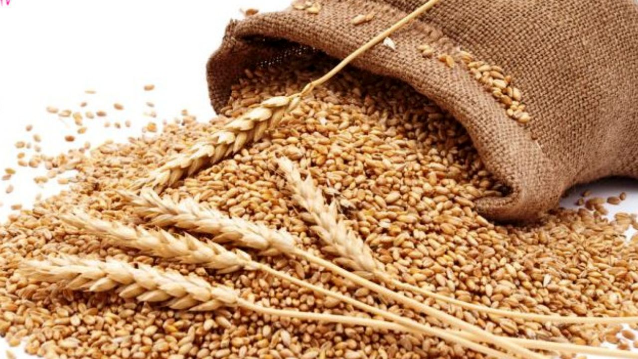 نتایج طرح خوداتکایی گندم رو به رشد است