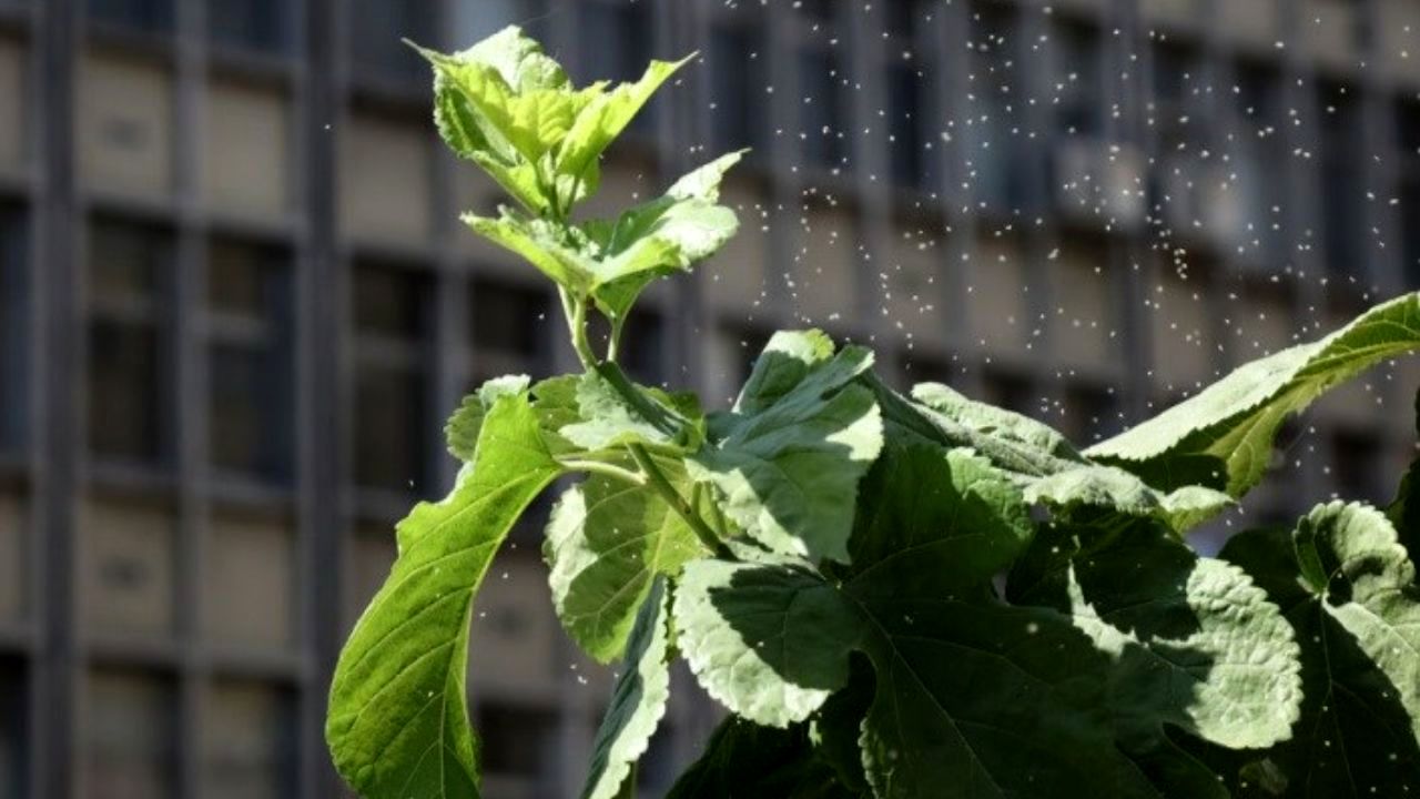 اقدامات 8 گانه مدیریت شهری برای حذف سفید بالک‌ها
