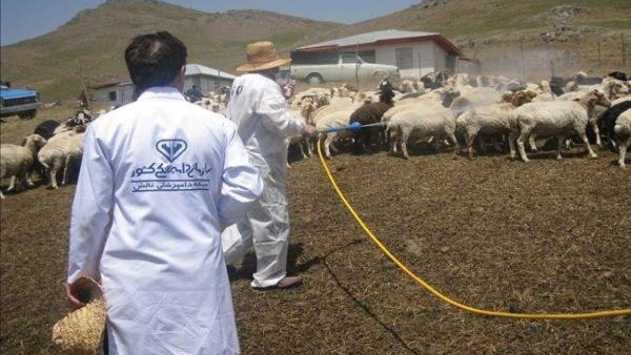 اجرای عملیات سم‌پاشی دام‌ها و جایگاه نگهداری دام در شهرستان رزن