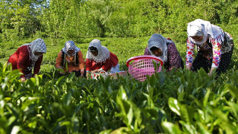 تولید با کیفیت‌ترین چای دنیا به صرفه نیست!