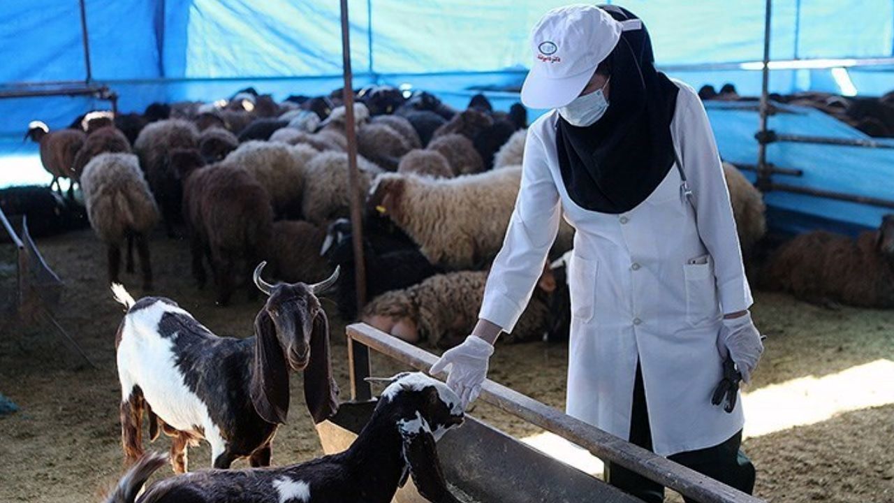 موردی از بیماری تب کریمه کنگو ثبت نشده است