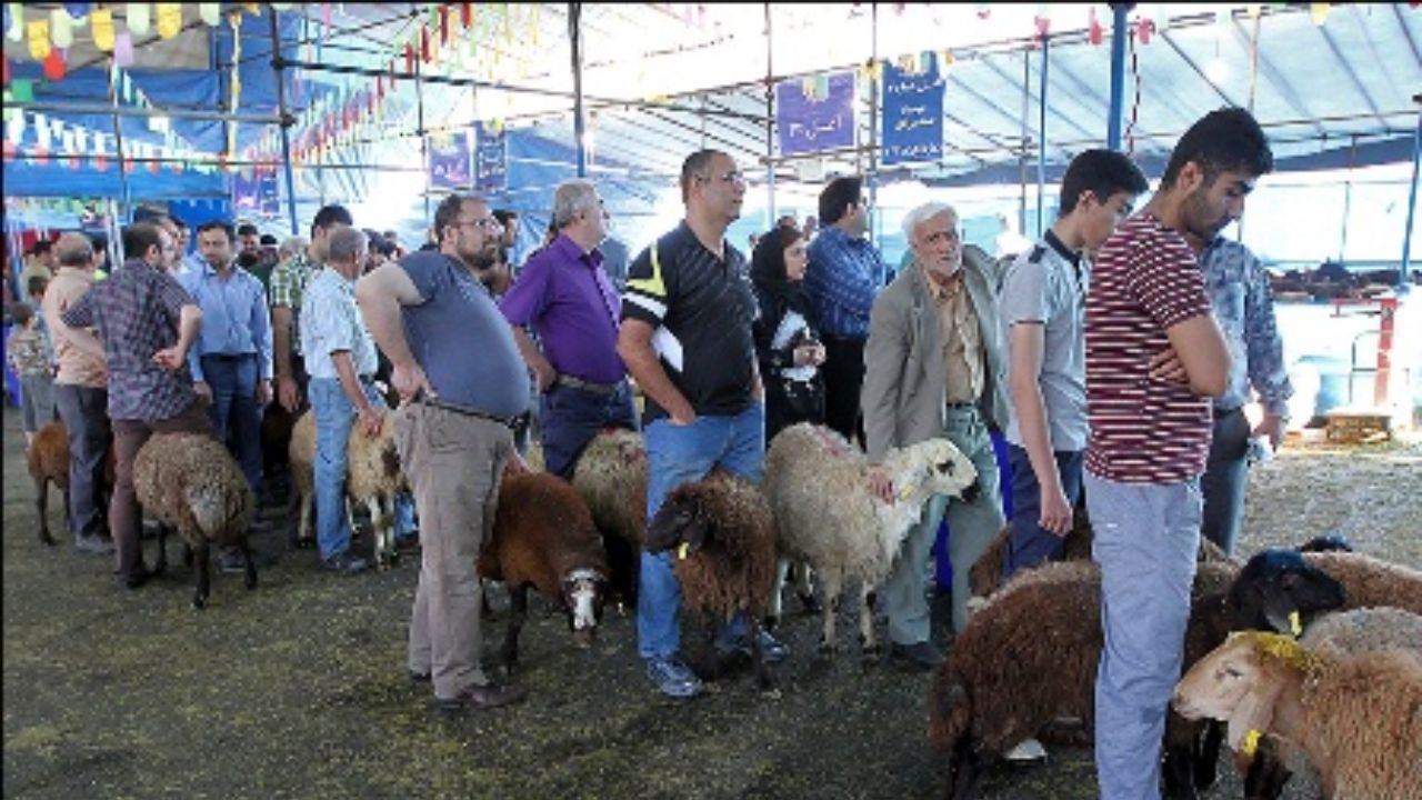 دام را فقط از میادین عرضه معتبر خریداری کنید