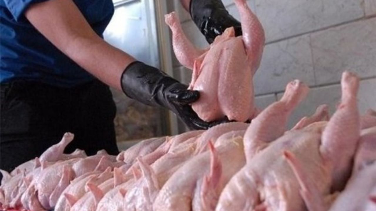 مرغ ارزان شد اما هنوز گران است!