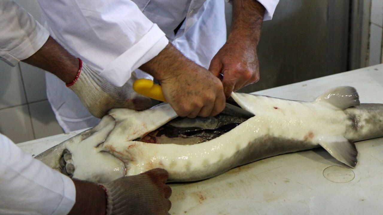 صادرات بیش از 16 میلیون دلار خاویار و گوشت ماهیان خاویاری