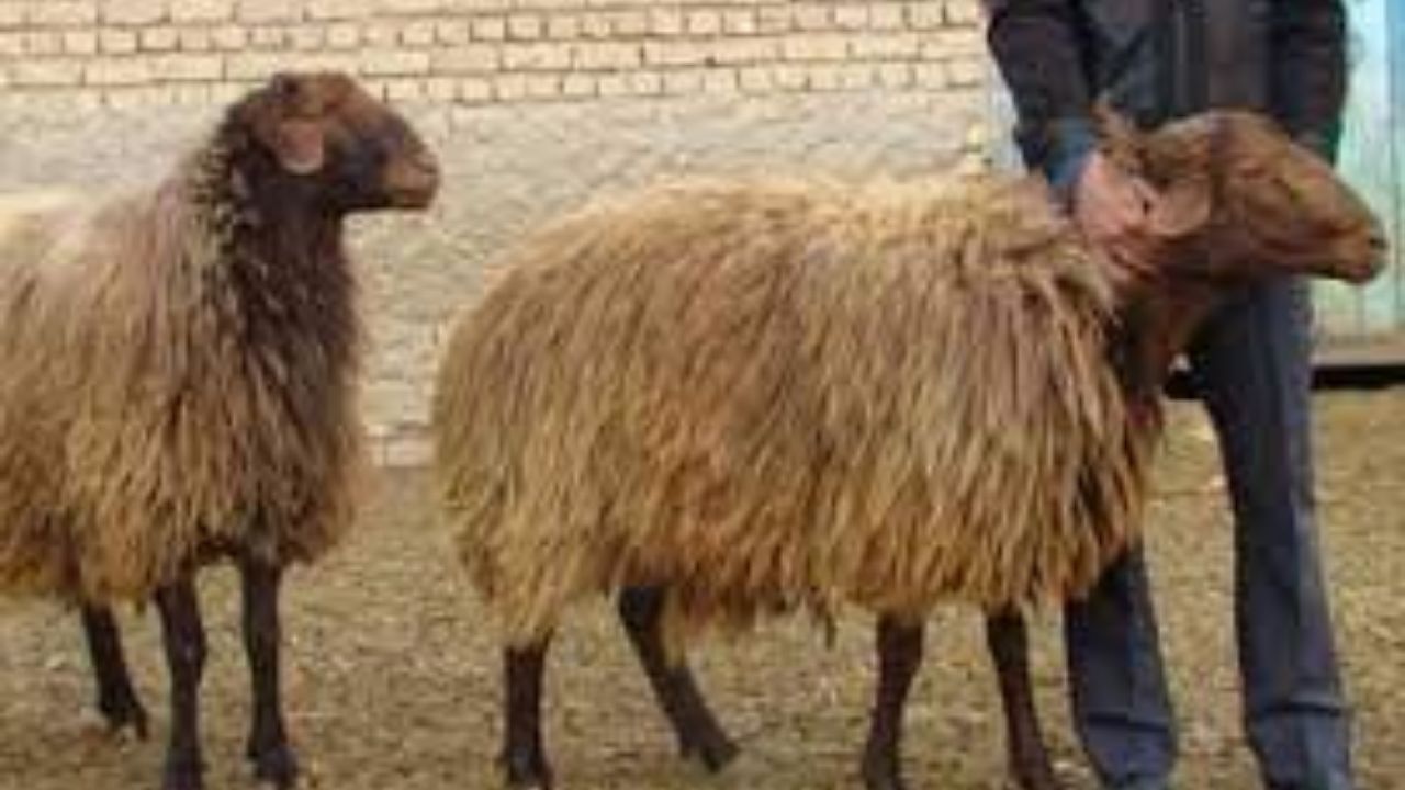 کشور در ماه‌های آینده با کمبود شدید دام و گوشت مواجه می‌شود / دولتمردان باید از خواب بیدار شوند / وضعیت بد اقتصادی گریبان تولیدکنندگان و مردم را گرفته است