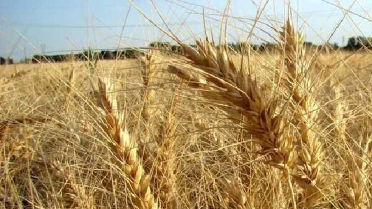 احتمال افزایش 50 درصدی قیمت خرید تضمینی گندم برای سال زراعی پیش‌رو
