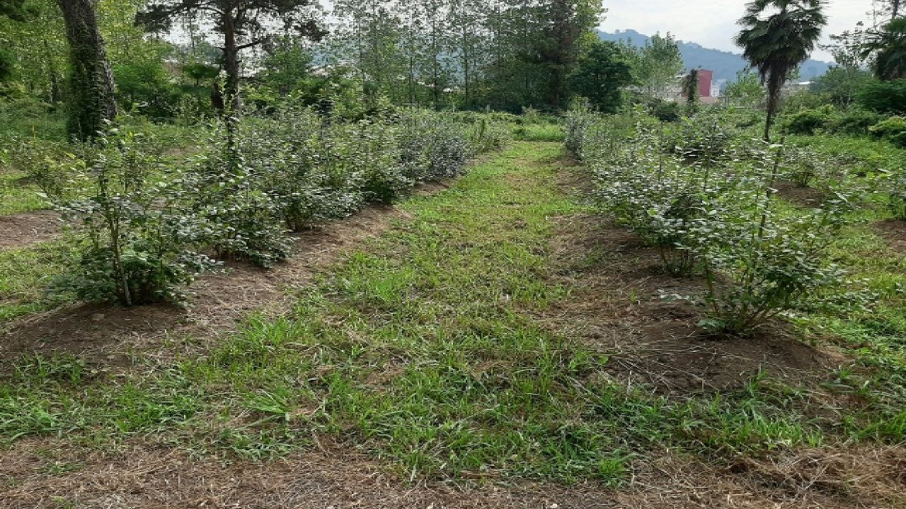 شناسایی 2 گونه گیاه بلوبری را برای کشت در گیلان