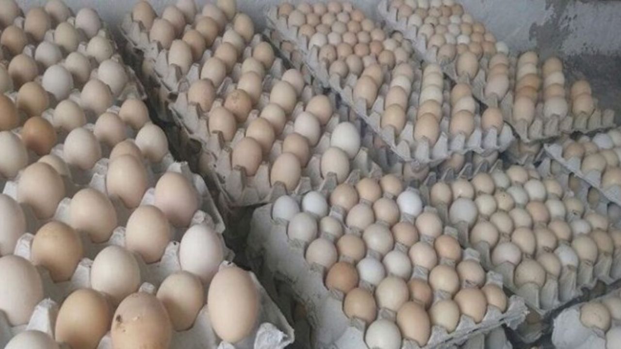 قیمت هر شانه تخم مرغ چند؟