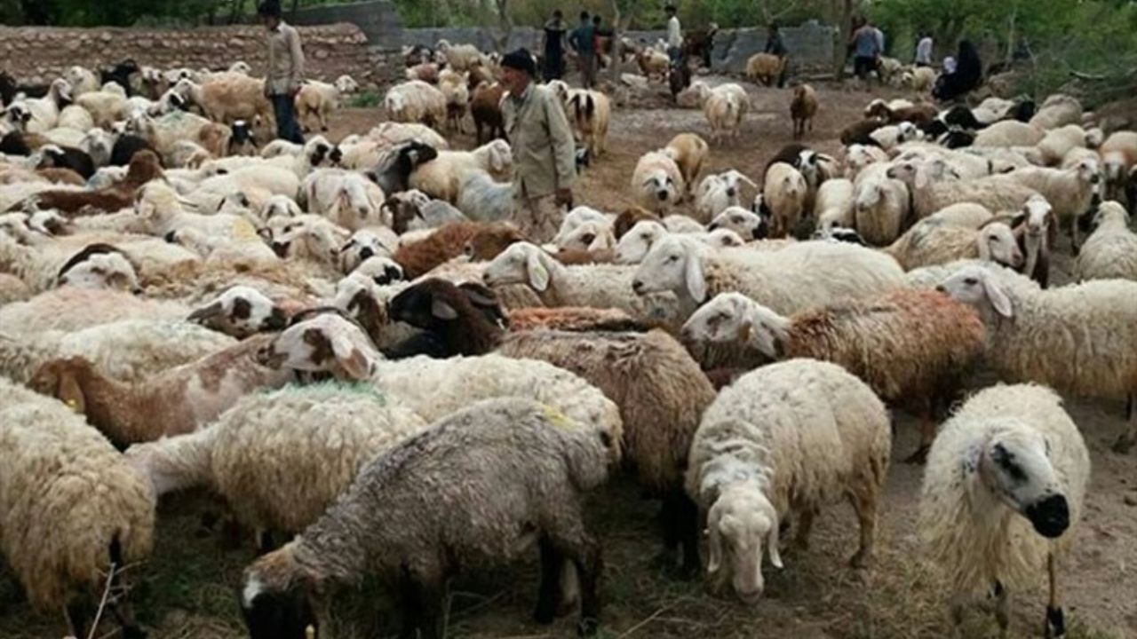 مقاصد صادراتی دام زنده اعلام شد/ افزایش قیمت گوشت ناشی از رکود بازار است/ نمی‌توانیم 500 هزار راس دام را صادر کنیم