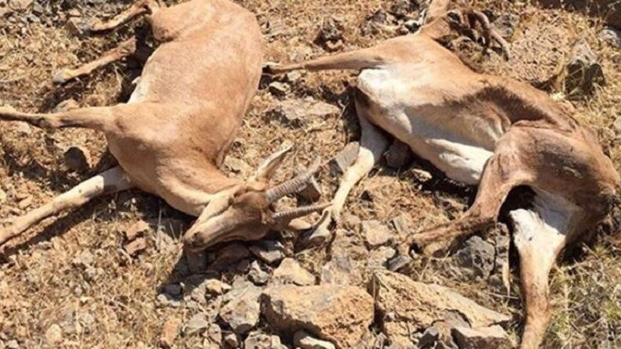 حیات وحش 8 استان درگیر با «طاعون نشخوارکنندگان کوچک»