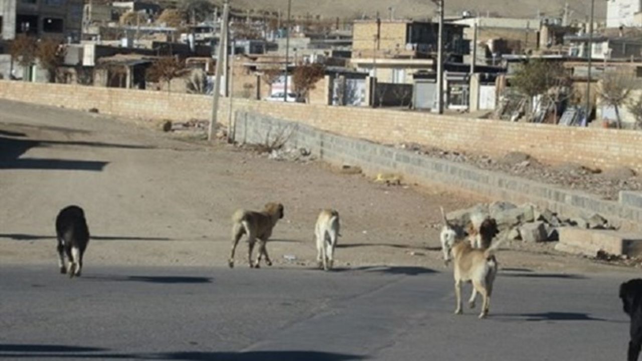 پسماندهای غذایی سگ‌های ولگرد را افزایش داده است/ هنگام برخورد با سگ ولگرد چگونه رفتار کنیم؟