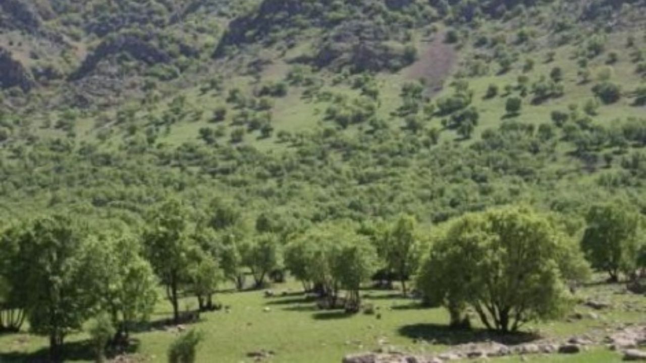 تعدیل اثرات گاز CO2 با احیای جنگل‌های جهان