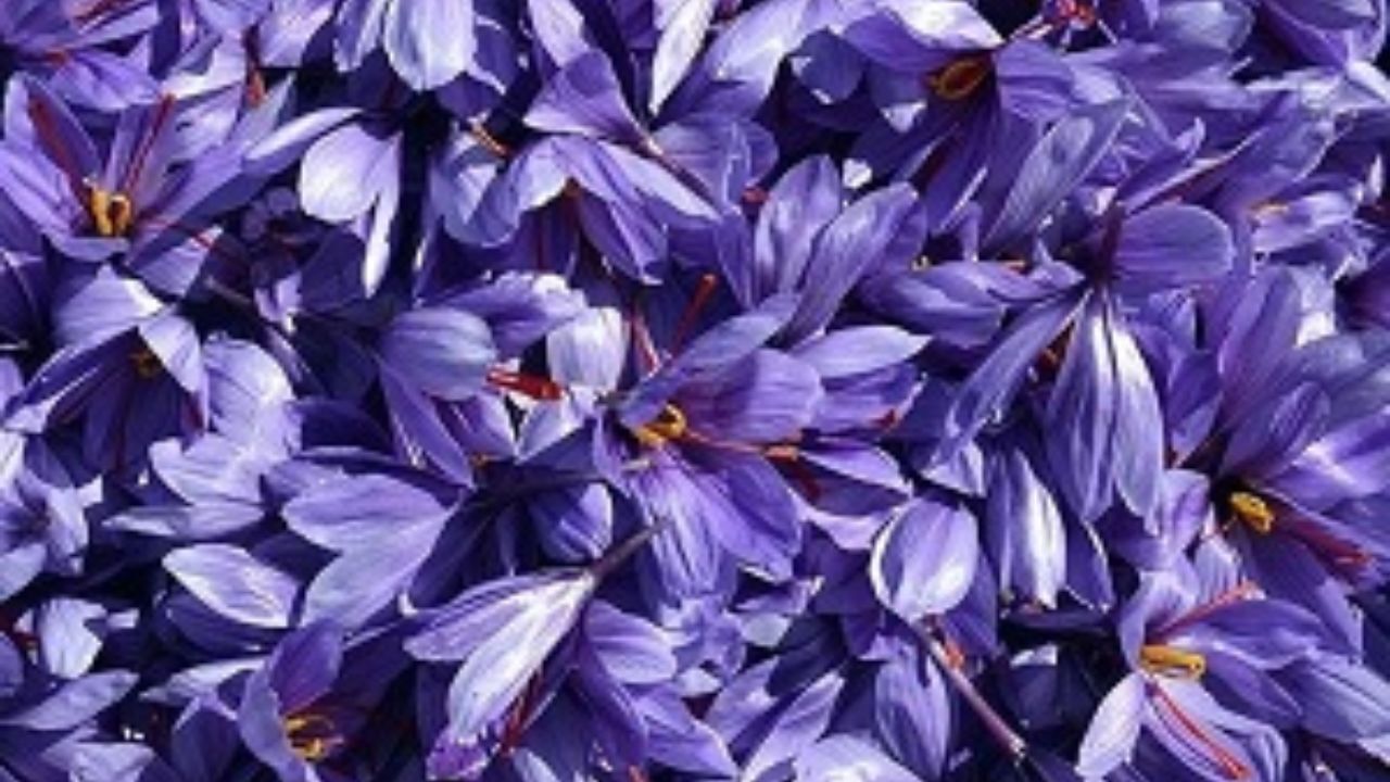 طرح شناسنامه‌دار شدن زعفران به کجا رسید؟