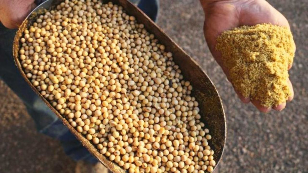 کنجاله سویا در بازار کمیاب شد