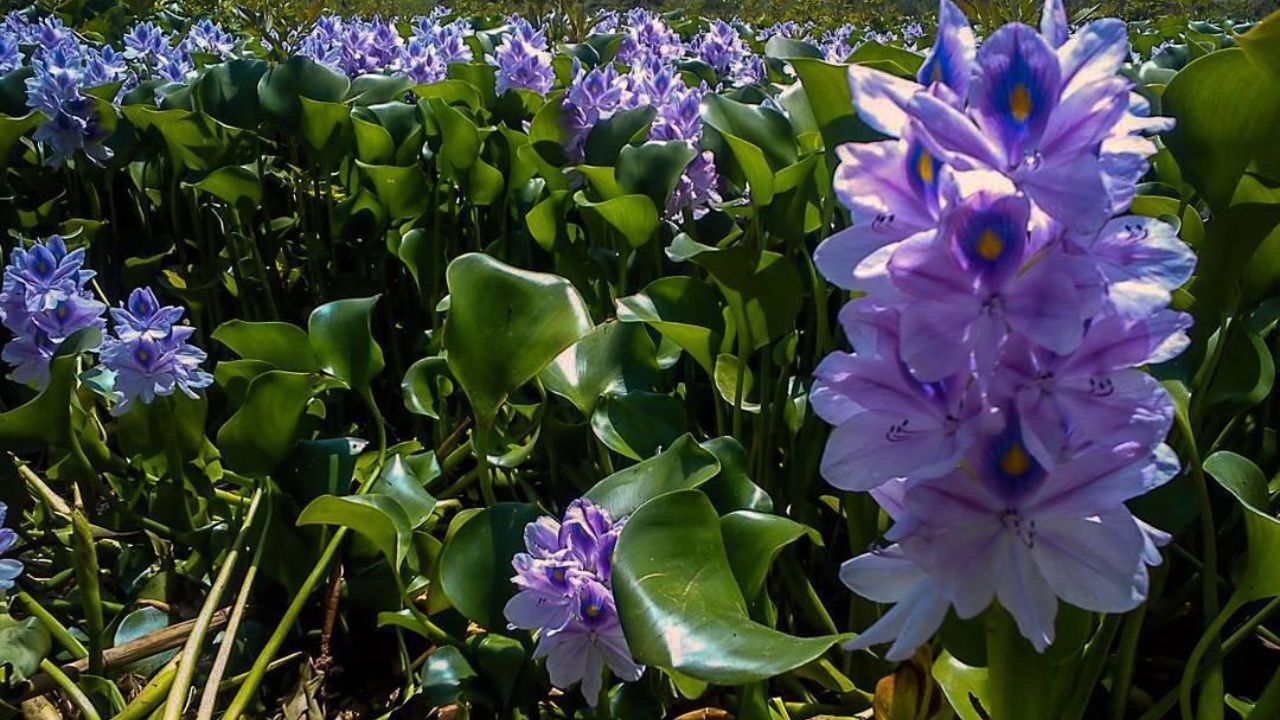 سنبل آبی سرطان‌زا است/ از خرید این گیاه خودداری کنید+عکس