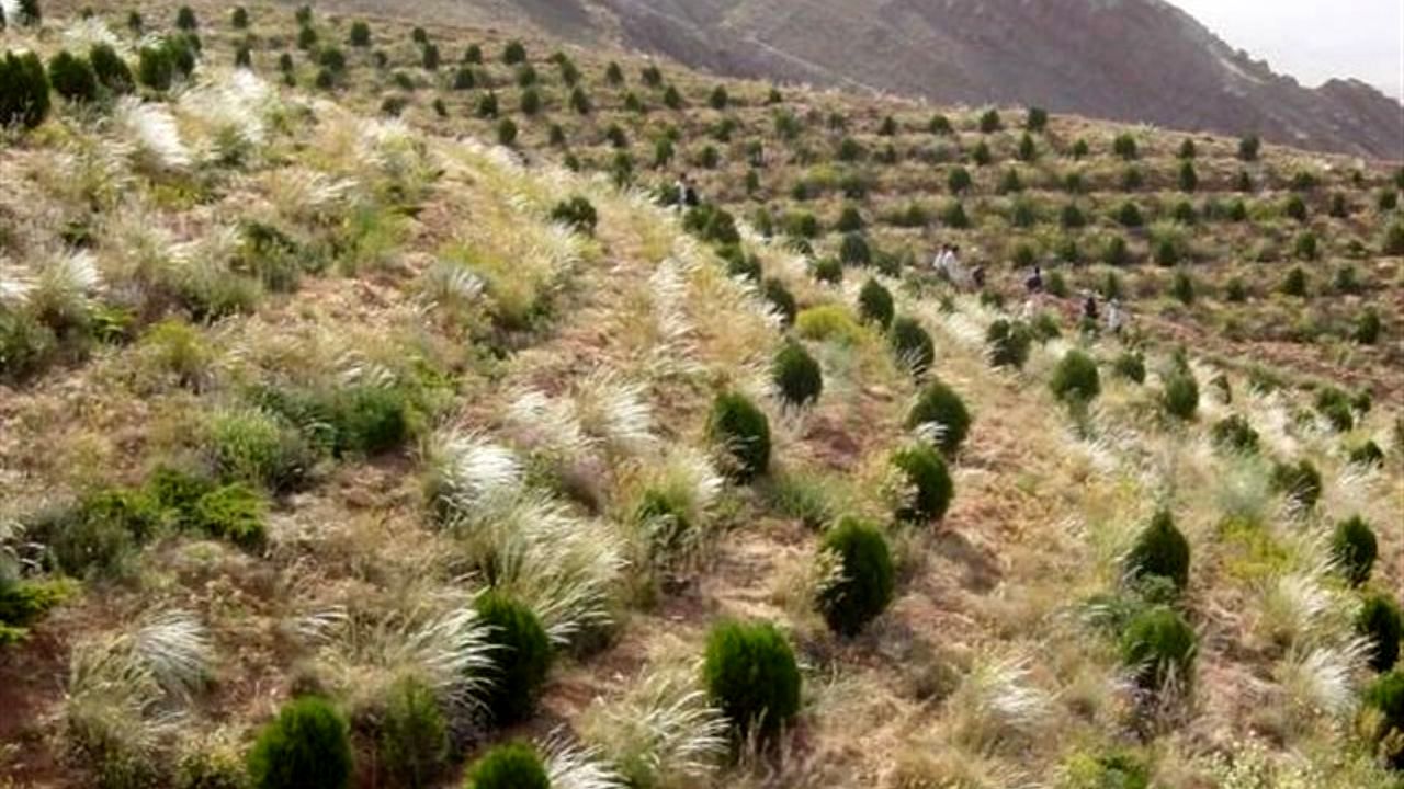 بازدید صبحگاهی شهردار تهران از پروژه کمربند سبز تهران در تلو