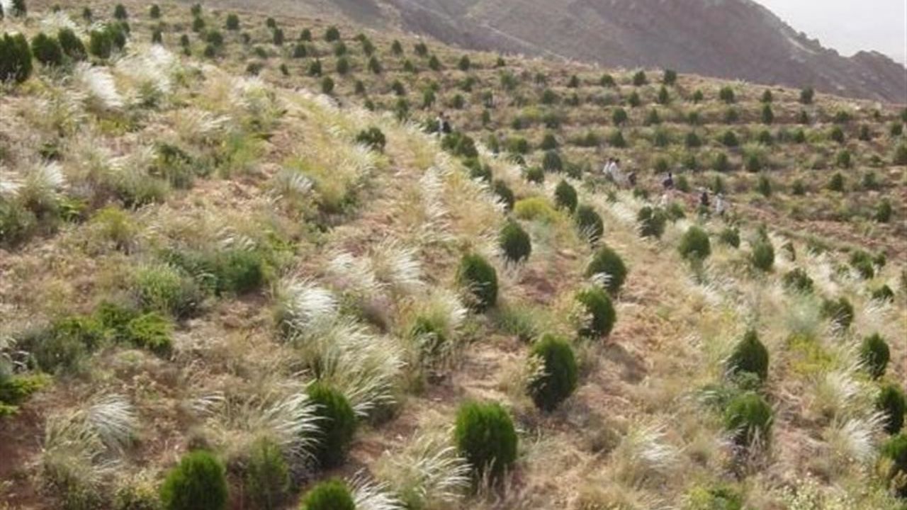 بازدید صبحگاهی شهردار تهران از پروژه کمربند سبز تهران در تلو