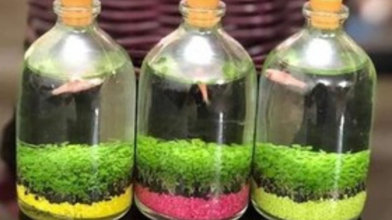محیط زیست درباره ماهی «زبرا» هشدار داد