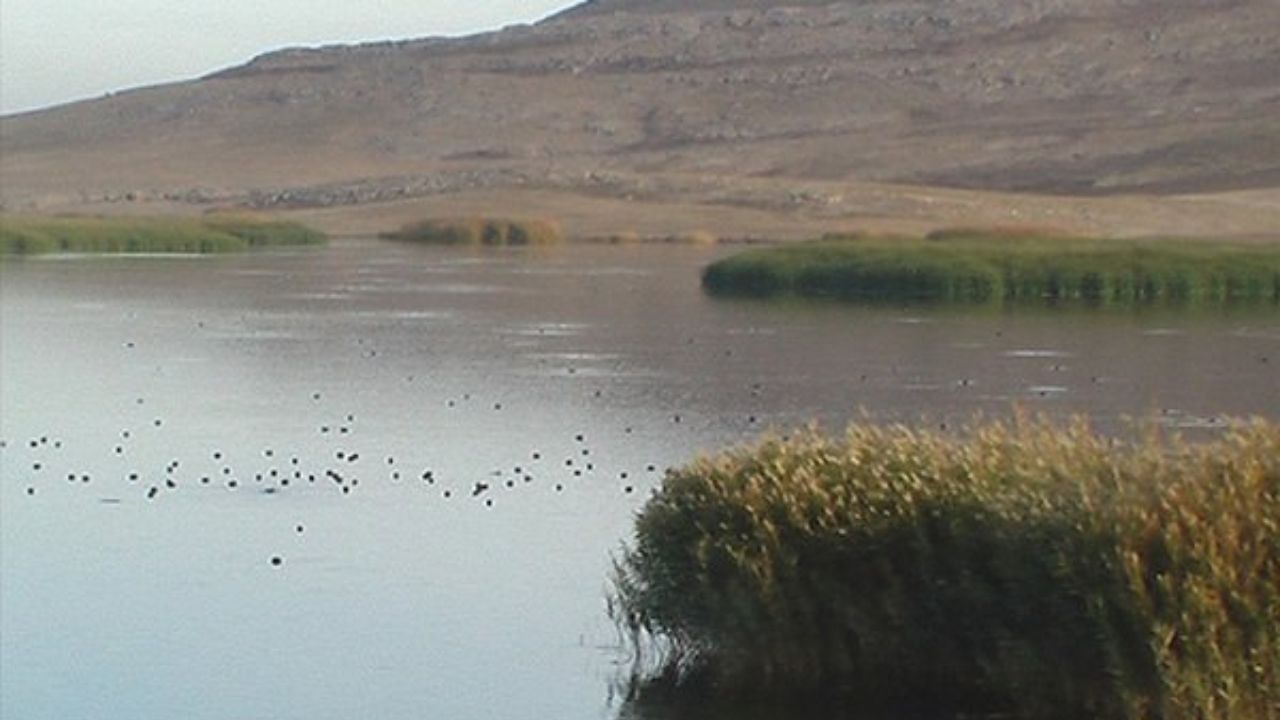 باران جازموریان را زنده کرده است