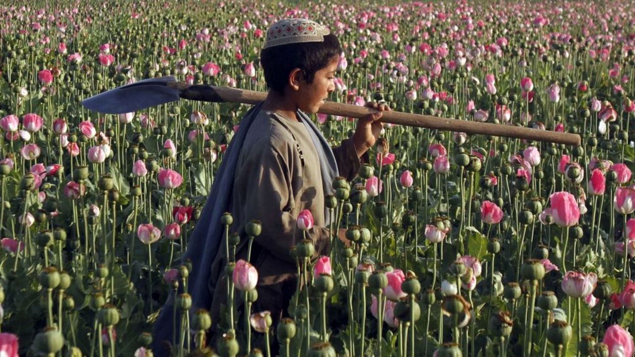 کارگاه دانش‌آموزی تولید تریاک + ویدئو
