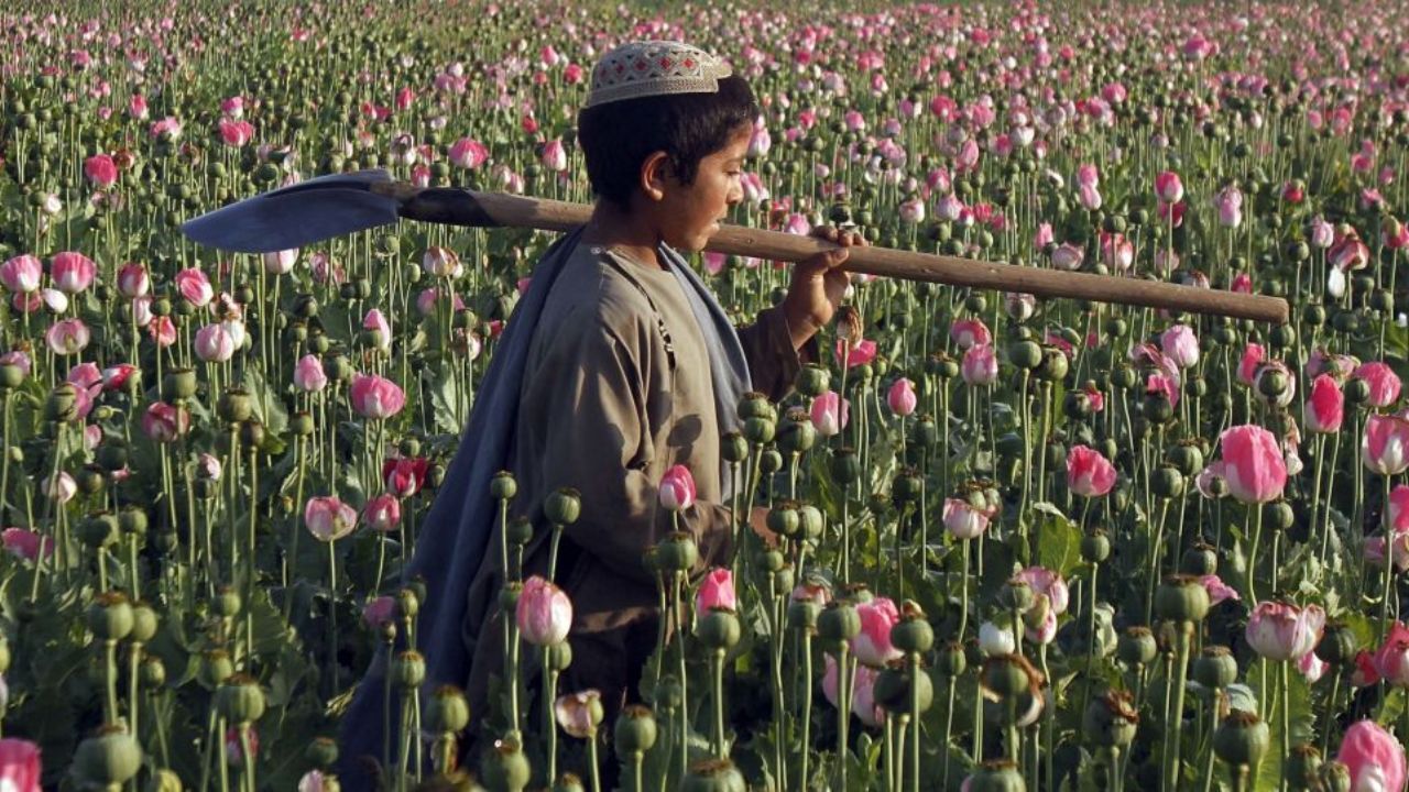 کارگاه دانش‌آموزی تولید تریاک + ویدئو
