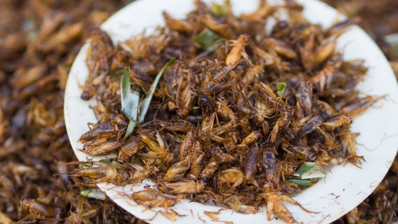 تزئین غذا با حشرات + ویدئو