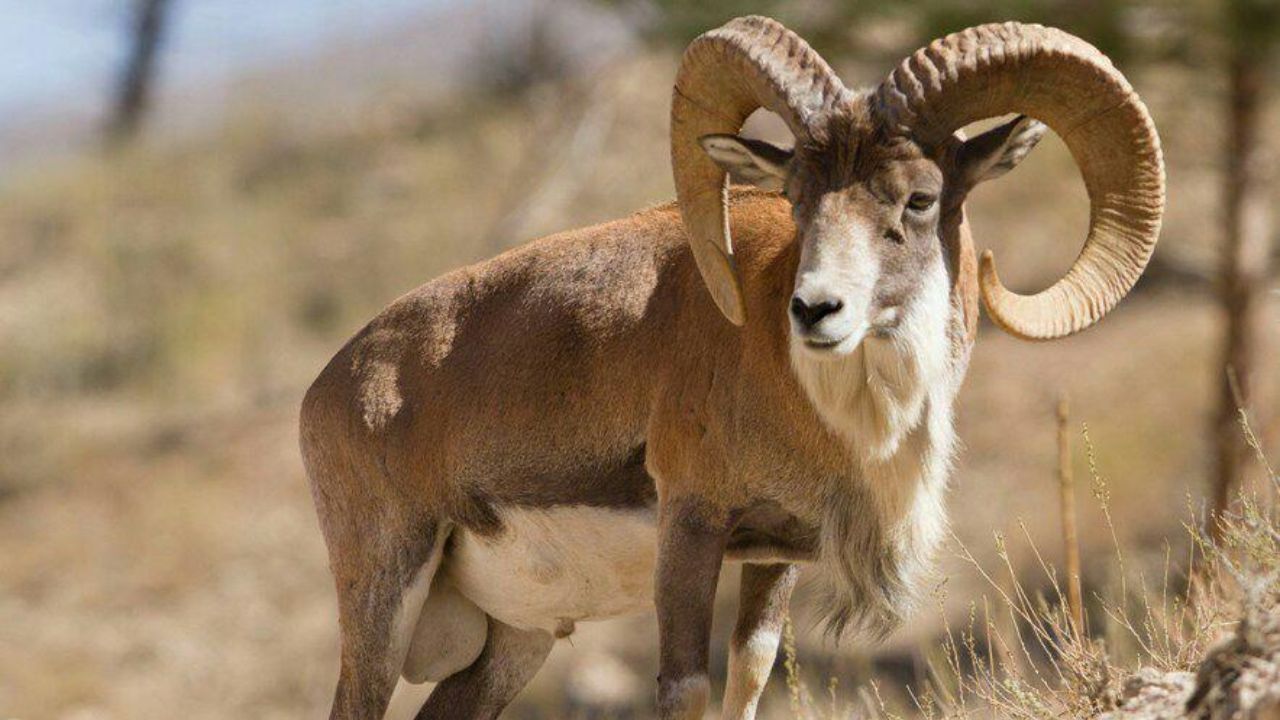 علت مرگ‌و‌میر قوچ‌های پارک گلستان چیست؟