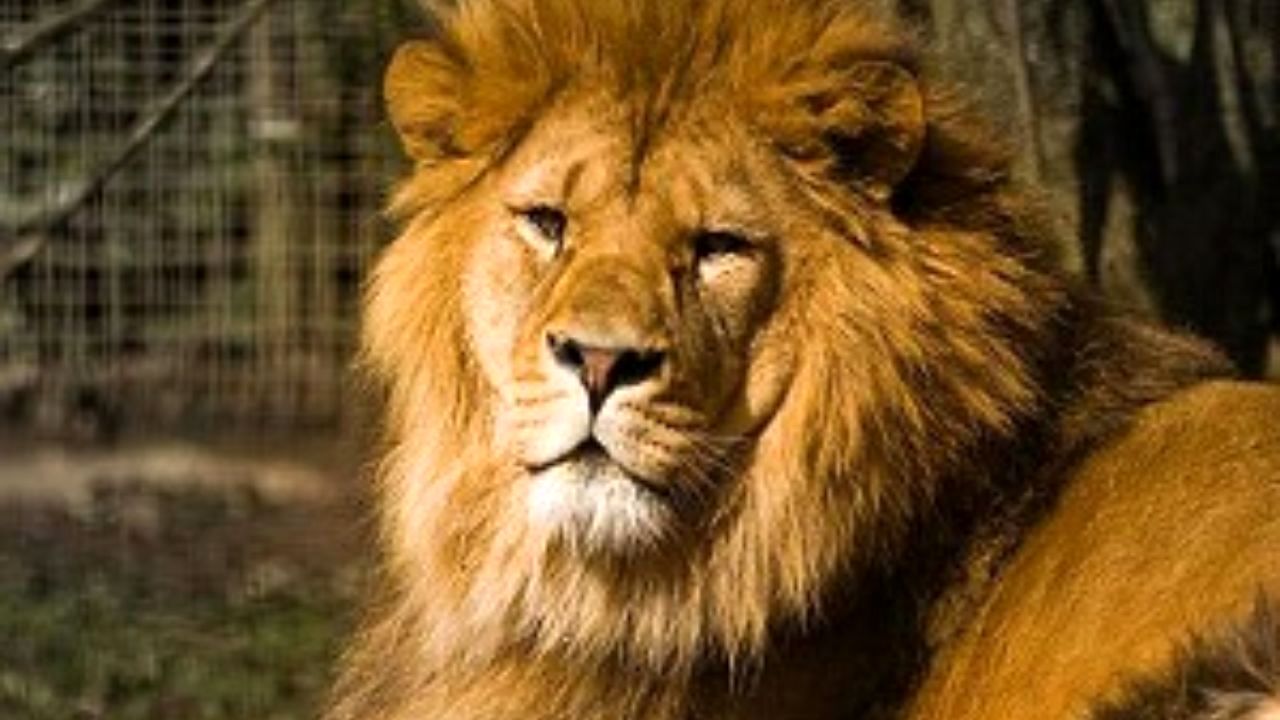 شیر ایرانی پس از یک قرن به کشور باز می‌گردد