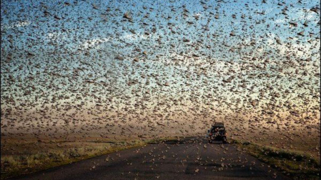 آیا ملخ‌های دریایی تمام خلیج فارس را پرواز کرده‌اند؟