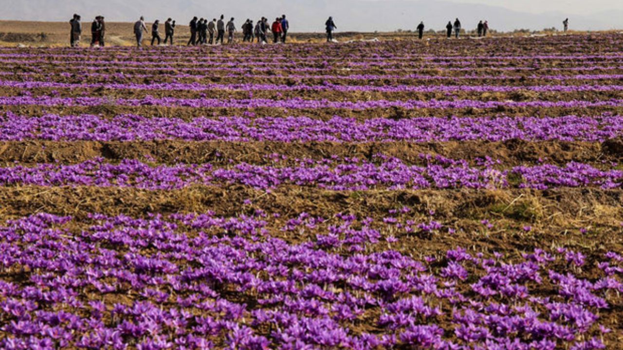 «گواهی محدود» برای تولید پیاز زعفران استاندارد صادر می‌شود