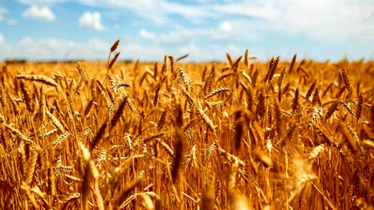 خرید گندم مازاد بر نیاز کشاورزان از 1 میلیون تن گذشت
