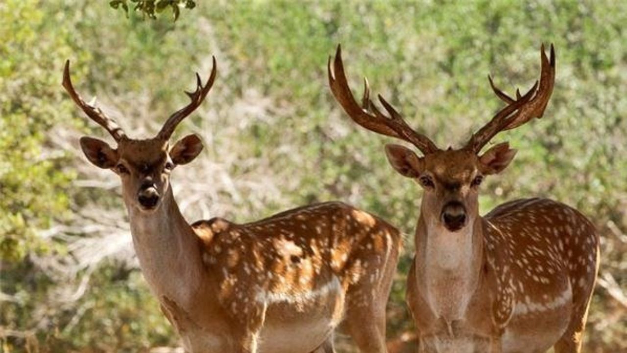 آخرین اخبار راجع به گوزن‌های زرد ایرانی گم شده در خوزستان