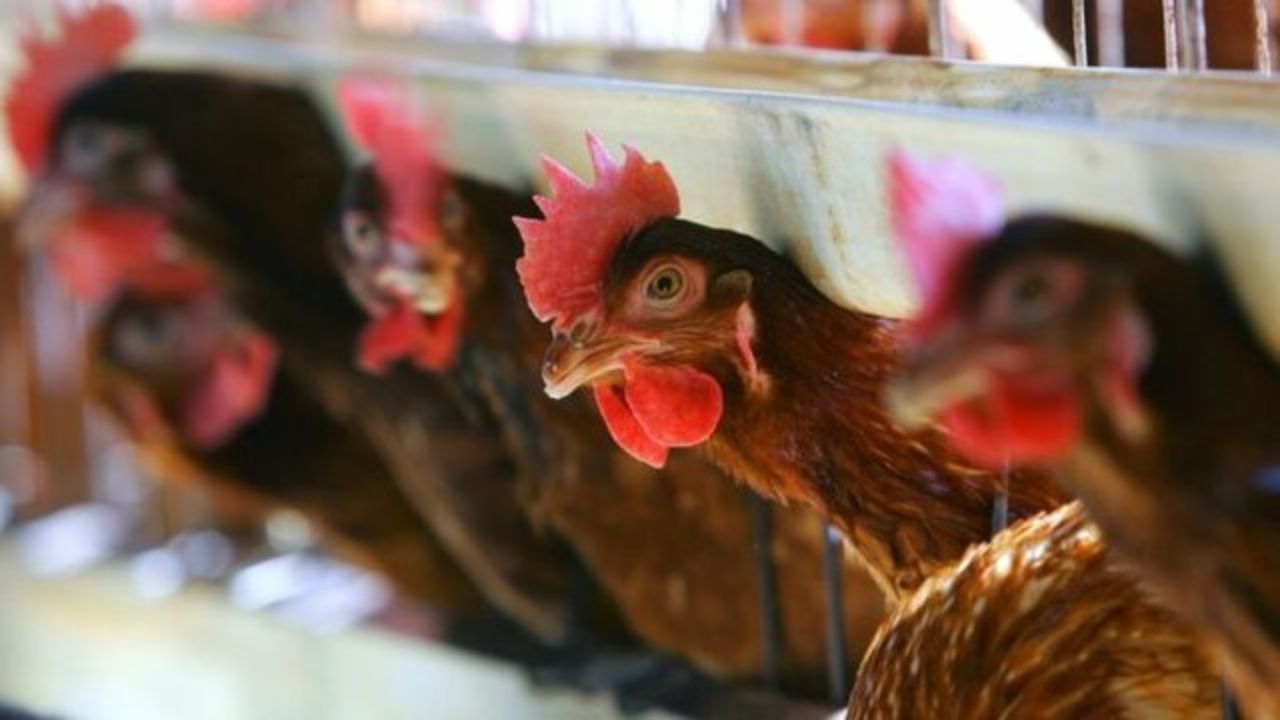 آیا آنفلوآنزای پرندگان به انسان منتقل می‌شود؟