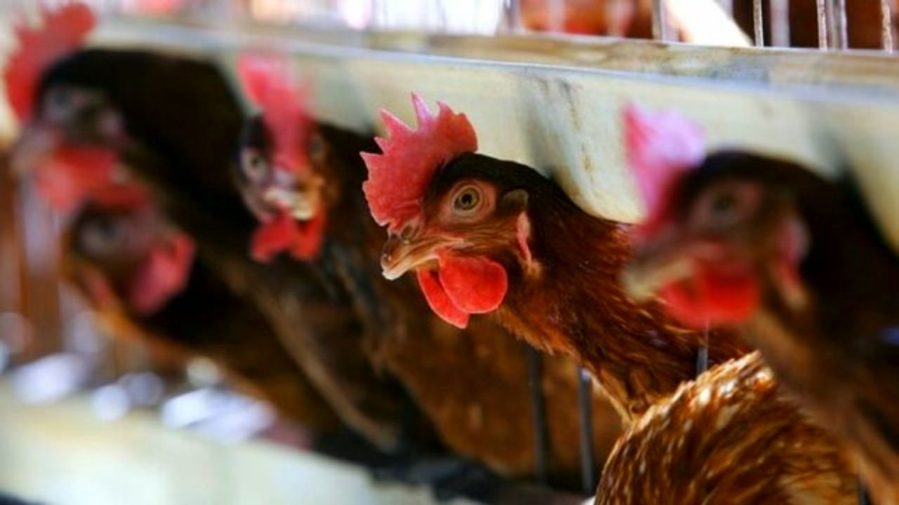 آیا آنفلوآنزای پرندگان به انسان منتقل می‌شود؟