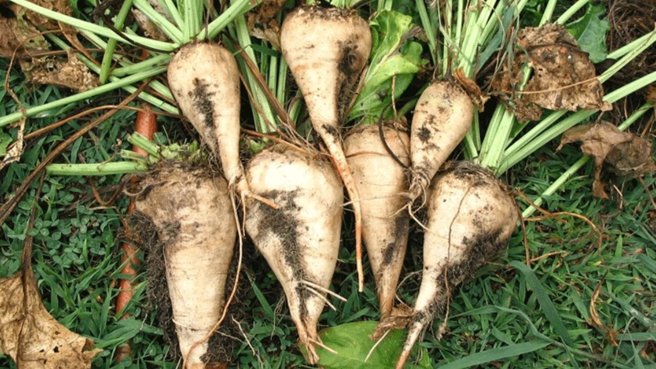وزارت جهاد خواستار اصلاح کرایه حمل چغندرقند شد