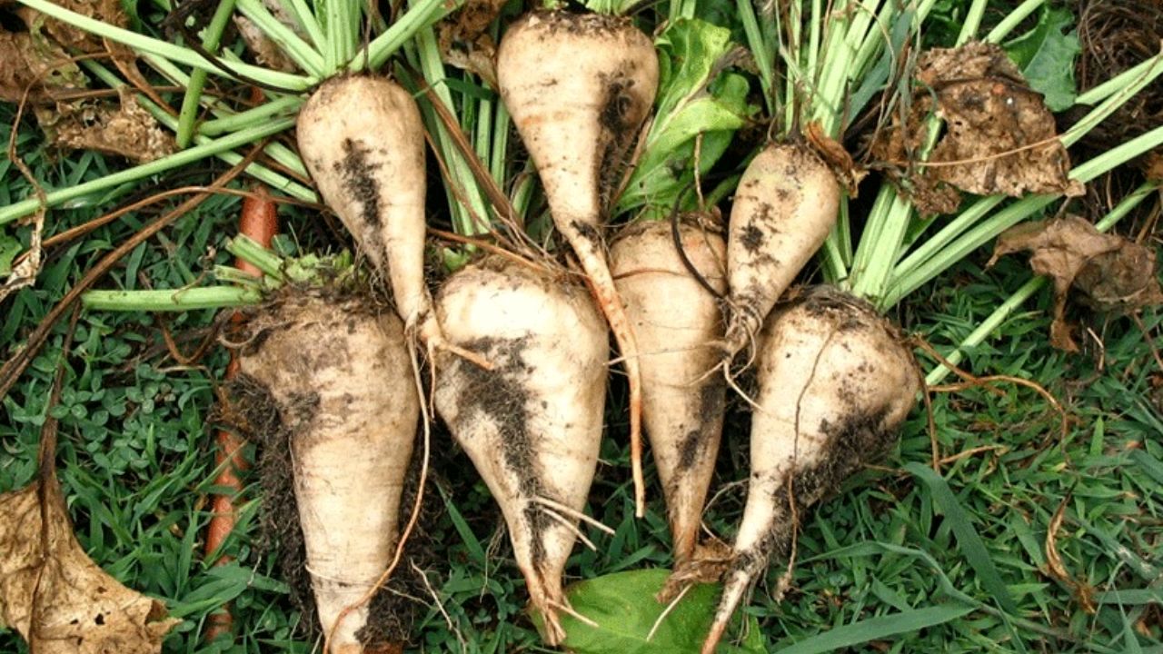 وزارت جهاد خواستار اصلاح کرایه حمل چغندرقند شد