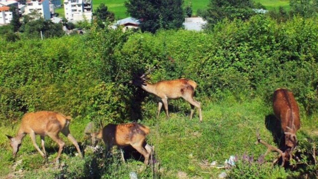 طاعون نشخوارکنندگان علت مرگ مرال‌های تالش ‌