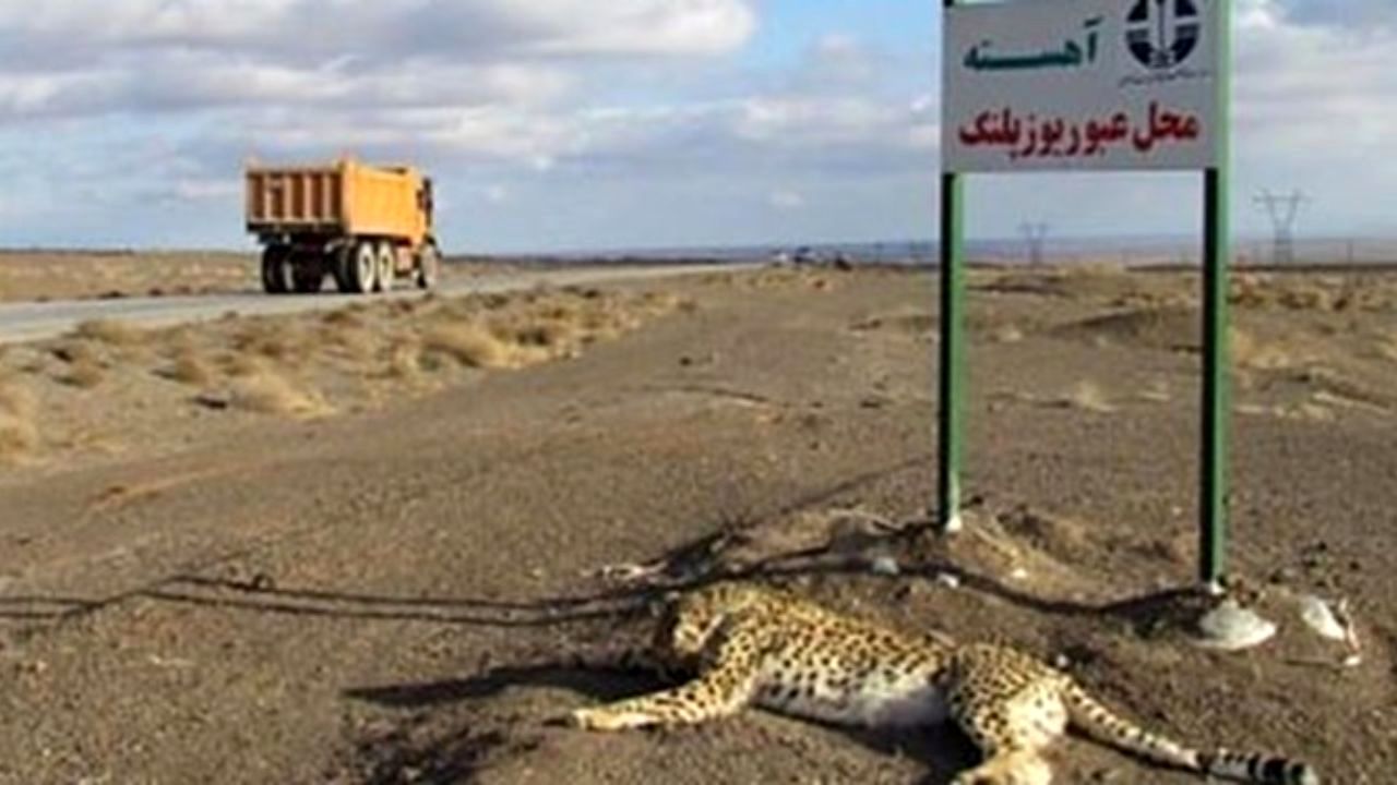 نصب چهار تابلو هشدار دهنده برای پیشگیری تصادفات جاده‌ای یوزپلنگ