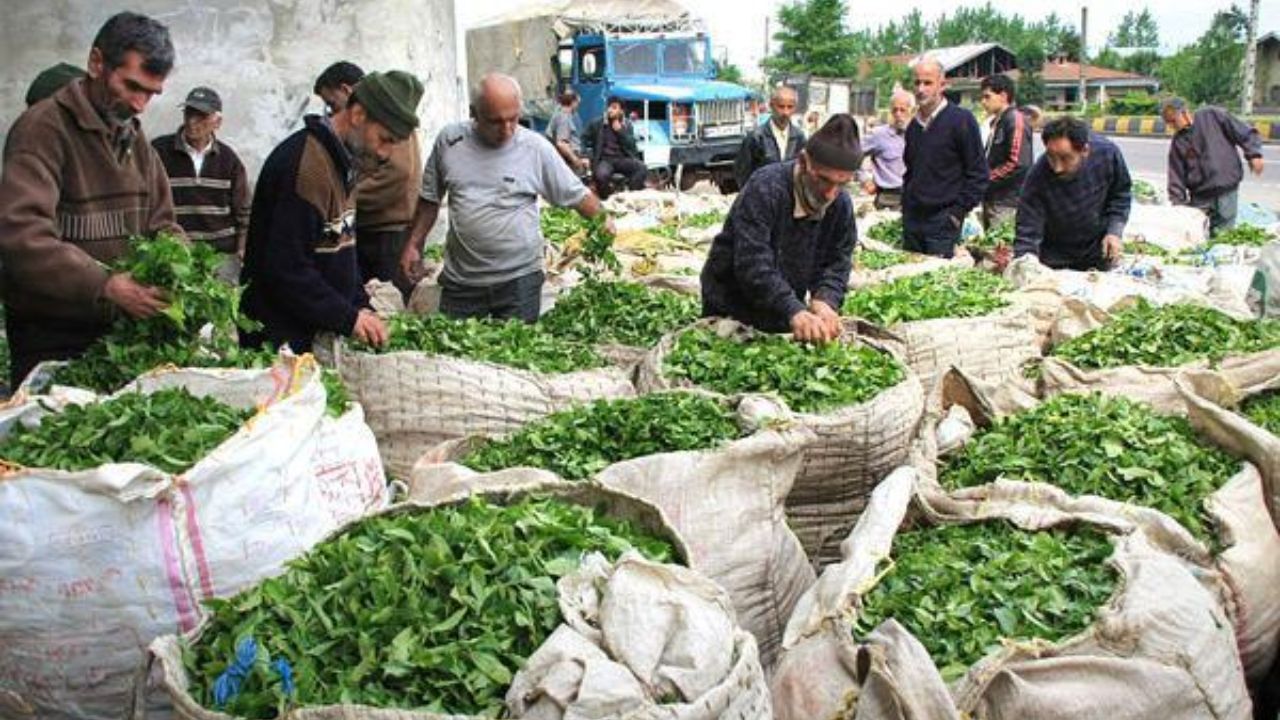 افزایش 10 درصدی تولید برگ سبز چای/ 70 درصد مطالبات چایکاران پرداخت شد