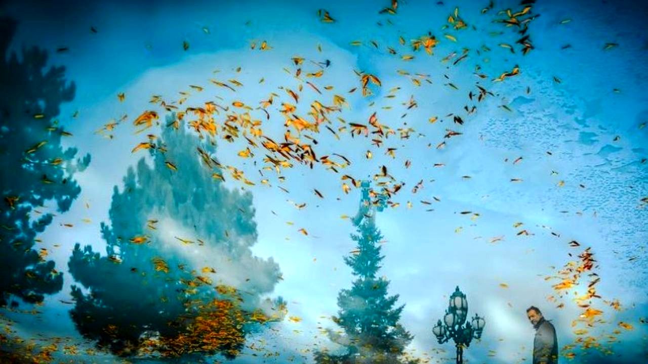 انعکاس نور و رنگ در برگ‌ریزان پاییز + عکس
