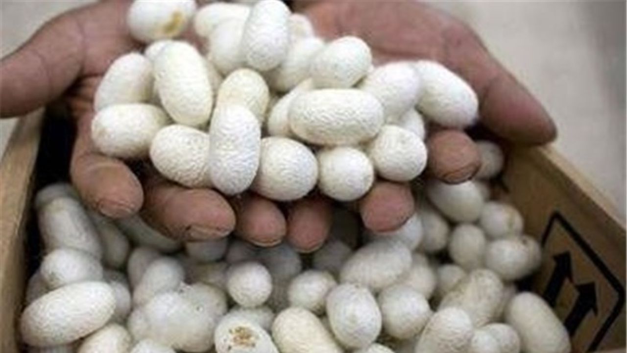 کسب و کاری کوچک با درآمدی بالا