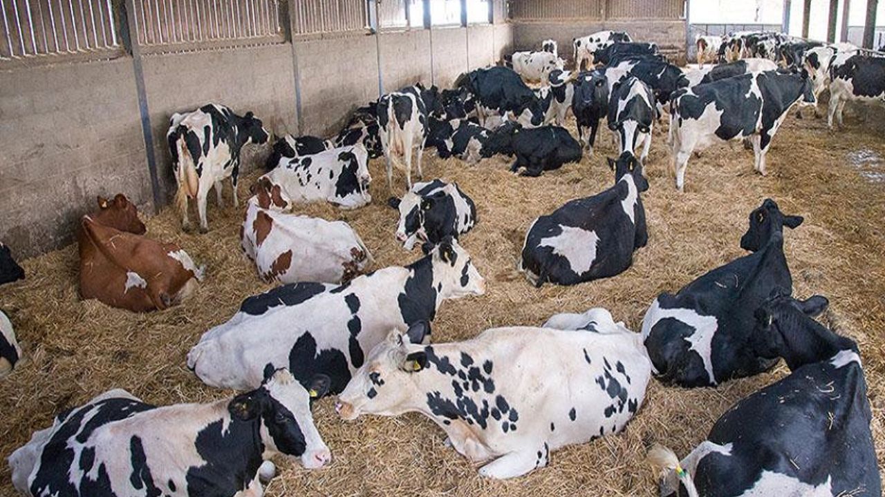 پلیس برای برخورد با سارقان دام و طیور طرح ویژه دارد
